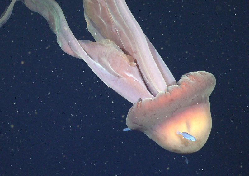 VIDEO Divovska meduza veličine autobusa snimljena u Atlantiku