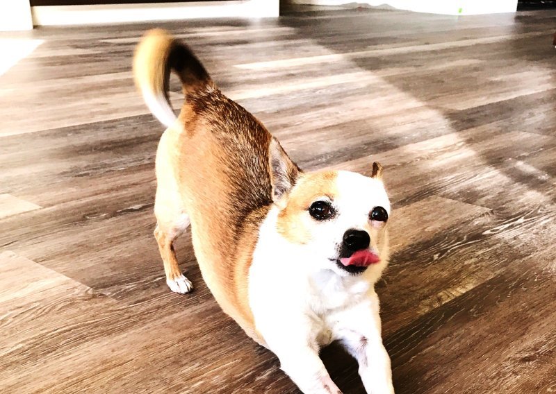 Nije samo razgibavanje: Evo što pas poručuje kada se protegne kad vas vidi