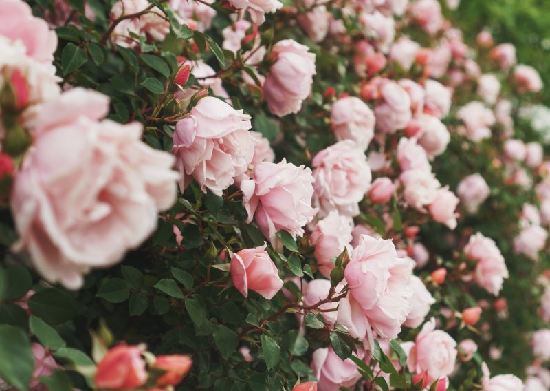 Jedan potez je ključan: Evo što napraviti u veljači za bujan cvat ruža cijelo ljeto