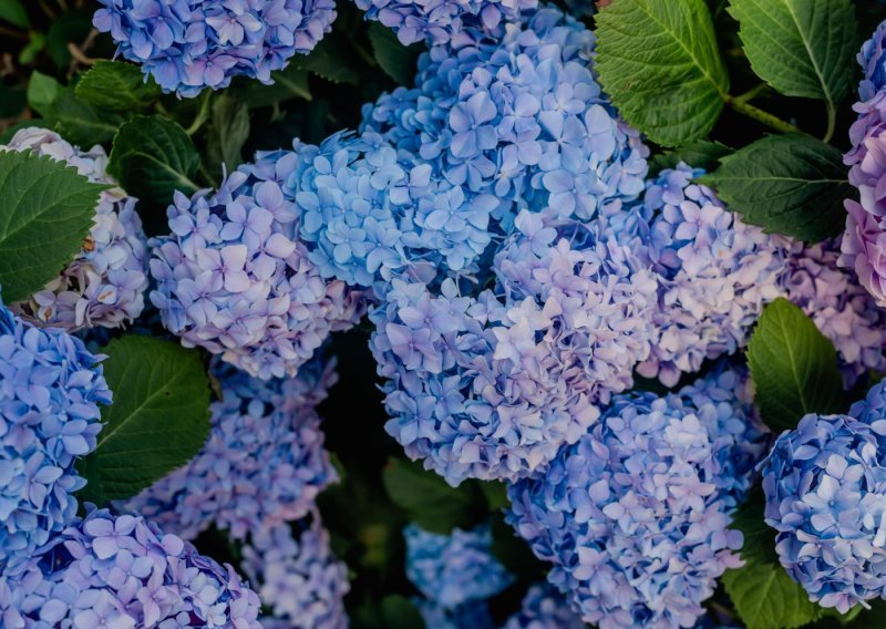 Ovo morate napraviti u veljači s hortenzijama kako bi zablistale u proljeće