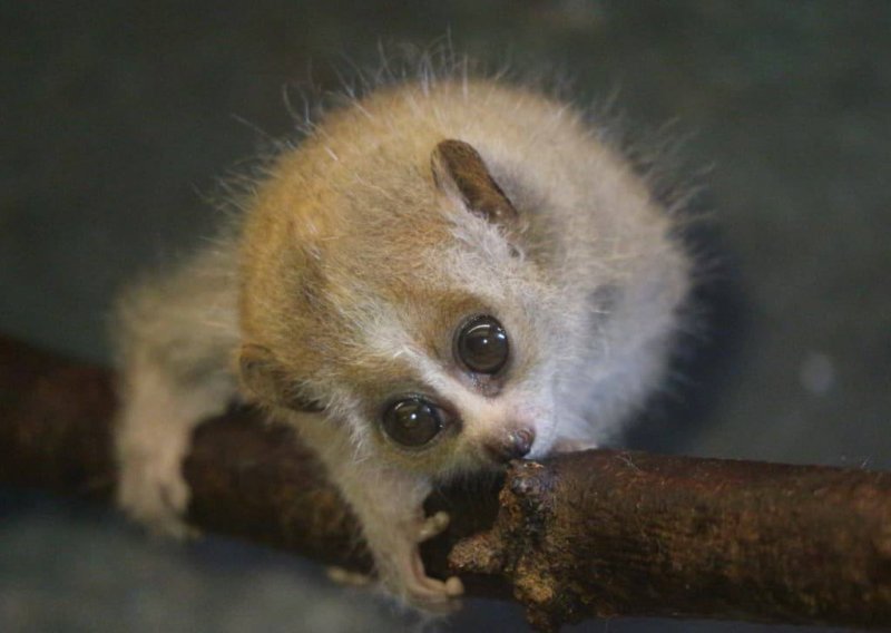 Zoo Zagreb se pohvalio slatkom novom prinovom: Ovo je jedini otrovni primat