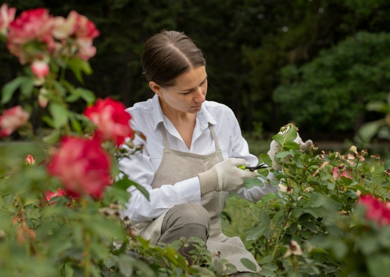 Napravite ovo u veljači i ruže će vam na ljeto cvjetati kao lude: Treba vam doslovno 10 sekundi