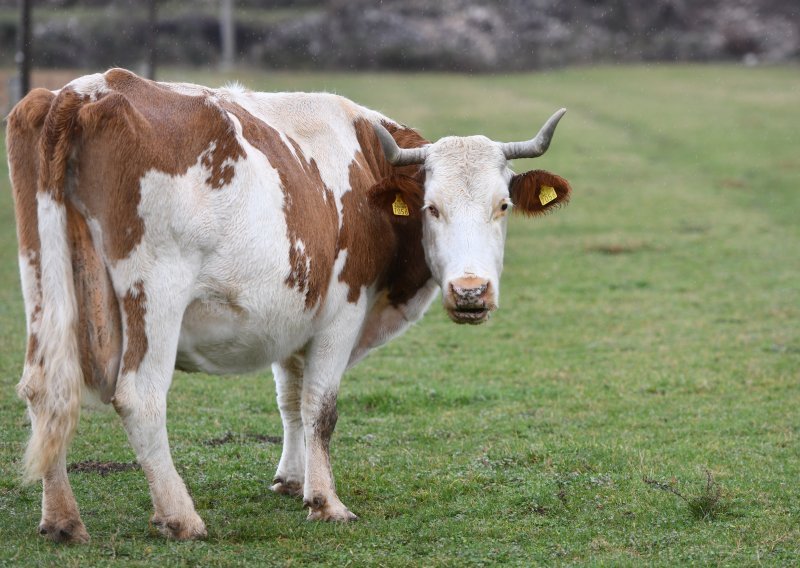 U Hrvatskoj više nema tuberkuloze goveda, no ne zna se šteta