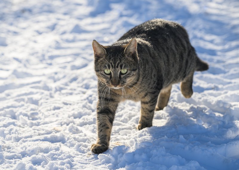 Stiže kratak udar zime: U gorju snijeg, na jugu bura i pljuskovi, a drugdje...
