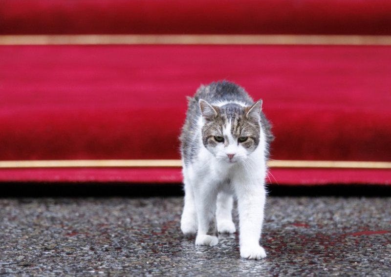 Preživio je šest premijera i lude covid tulume Borisa Johnsona: Mačak Larry slavi 15 godina službe