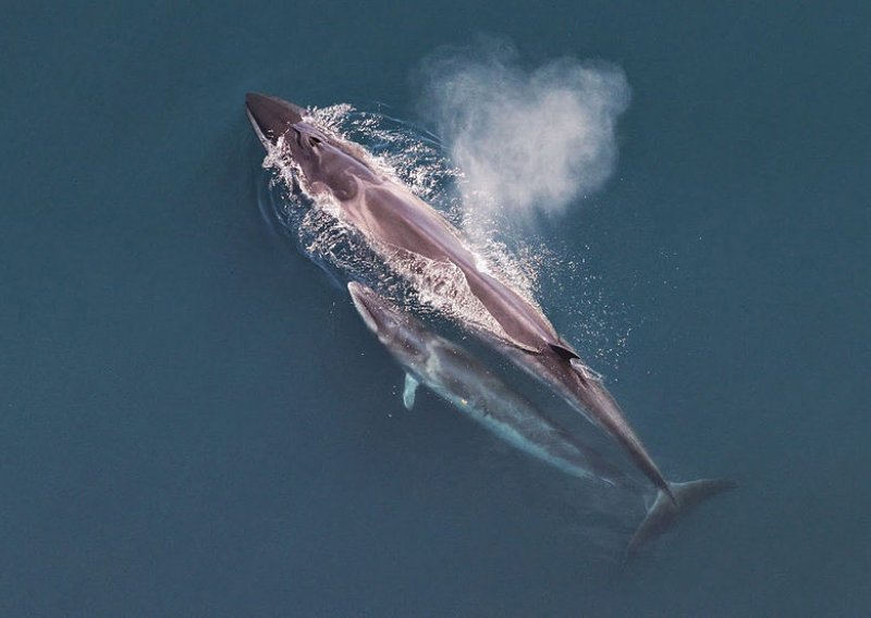 Više od 20 nasukanih kitova na jugu Čilea