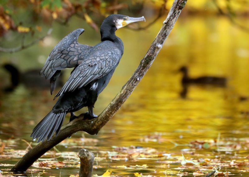 Kakva priča: Kormoran se ozlijedio pa pomoć potražio u bolnici