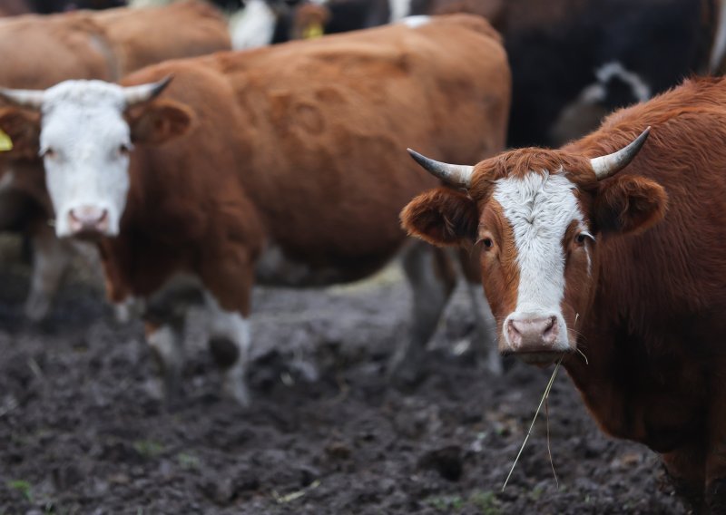 Francuzi traže istragu o dodatku za stočnu hranu: Kina nas minira