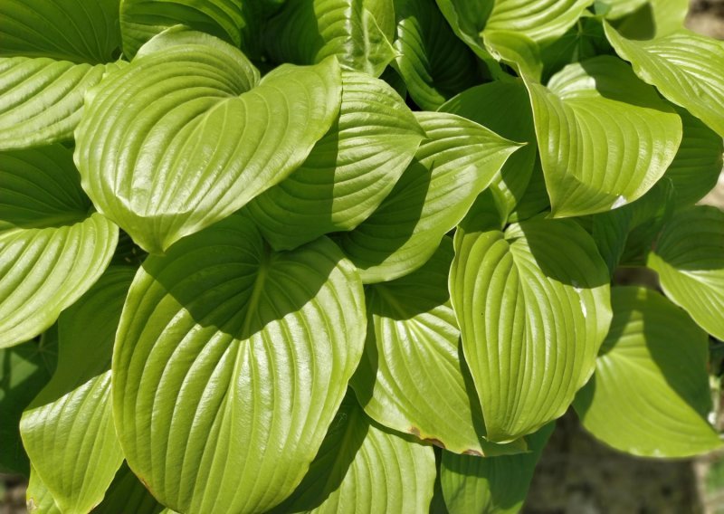 Vrtlari je obožavaju: Otporna biljka raskošnih listova oživjet će svaki kutak vašeg vrta