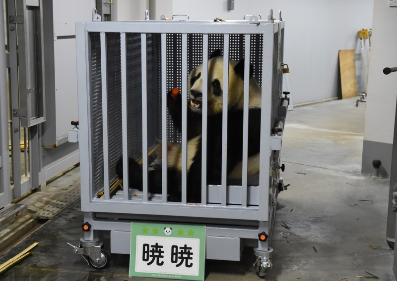 Kina udara Japan tamo gdje najviše boli: I pande su im uzeli