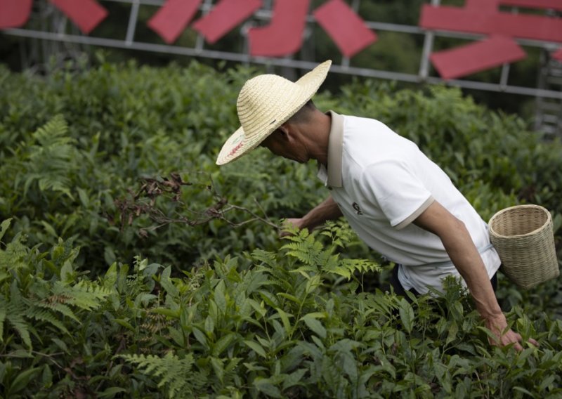 Kina ulaže u sektor čaja: Vrijednost lanca dosegnuti će 216 milijardi dolara