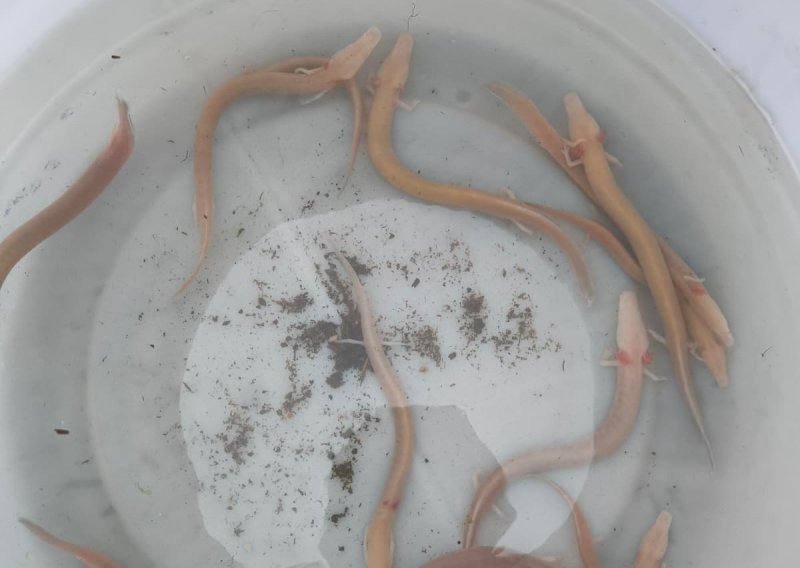 Zagrebački ZOO jedini na svijetu ima ove životinje: Ovako je tekla akcija spašavanja iz Cetinske krajine