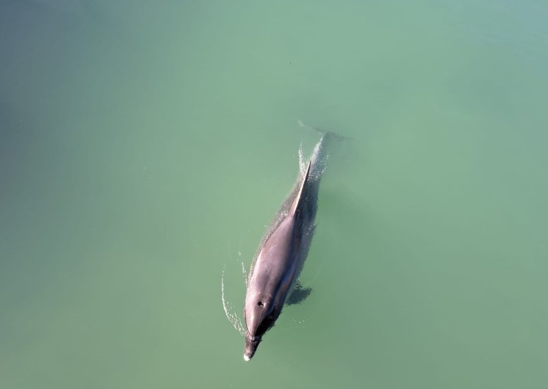 VIDEO Dupin zalutao u rijeku kod Solina: Građanima izdano upozorenje