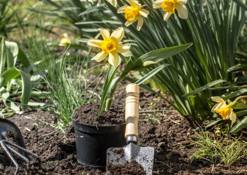 Ovo je najčešća greška u vrtu koju mnogi Hrvati rade u veljači, a uništava biljke