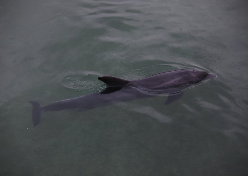 Dupinka u rijeci Jadro u opasnosti: Prijeti joj infekcija