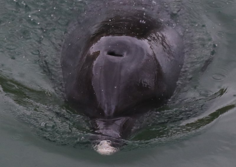 Dupin u rijeci Jadro rađa mladunče: Sad su dva moguća scenarija