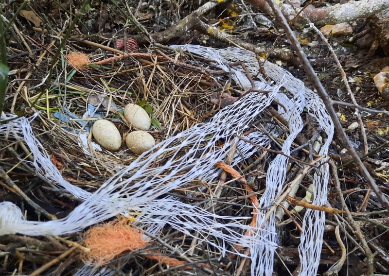 Stručnjaci istražuju morske vrance na Brijunima, u gnijezdima pronađena plastika