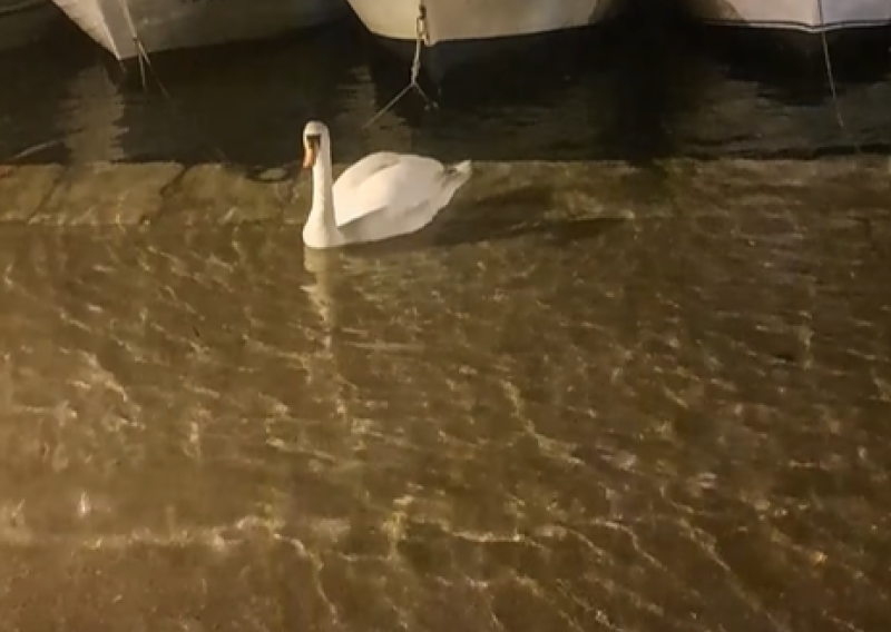 Jako jugo poplavilo i Šibenik: Širi se snimka labuda koji pliva na cesti