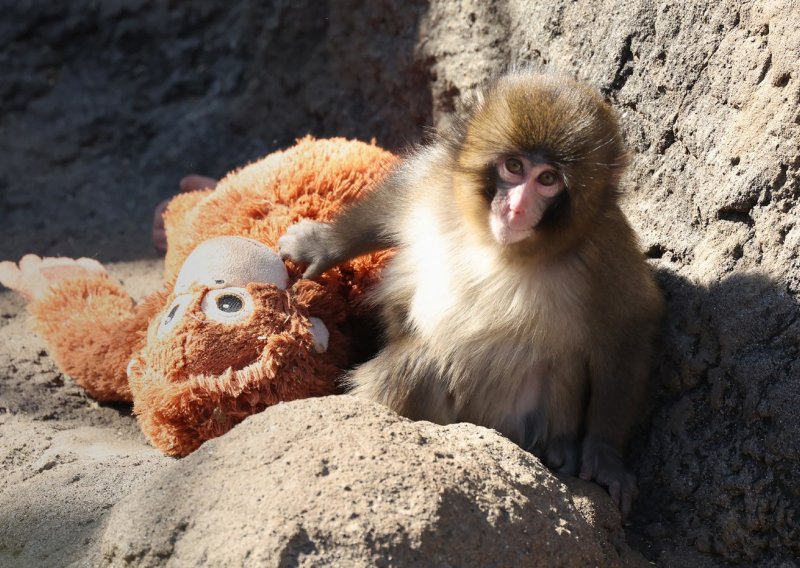 Punch osvojio srca diljem svijeta: Kako je majmun iz japanskog ZOO-a postao viralna senzacija