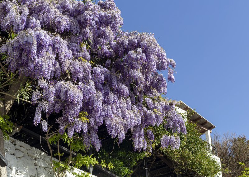 Vrijeme istječe: do kraja veljače morate orezati ove tri biljke u vrtu