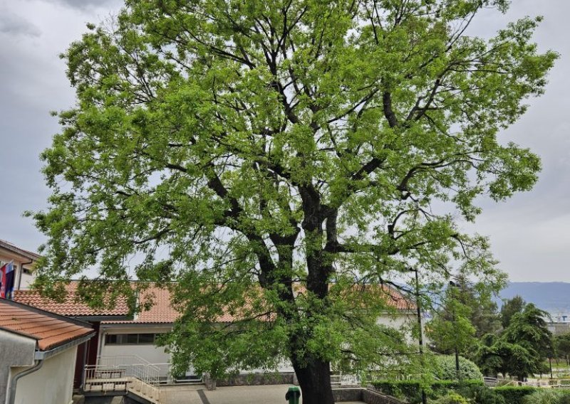 Skromni hrast ispred škole u Kostreni je hrvatski adut za najposebnije stablo Europe