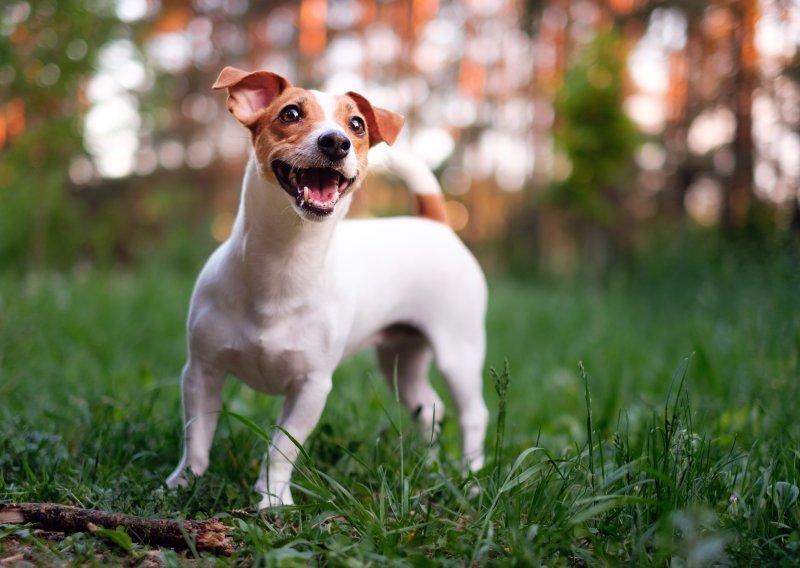Tvrdoglavi šarmer koji ne zna za umor: Vodič kroz karakter i njegu Jack Russell terijera