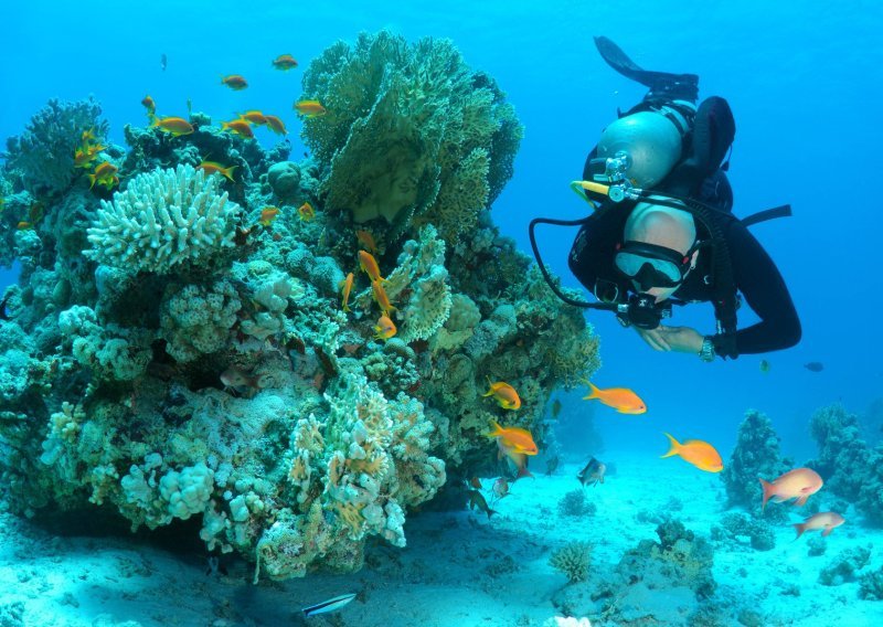 VIDEO Otkriće stoljeća: Majka i kći pronašle divovsku koloniju uz obalu Australije