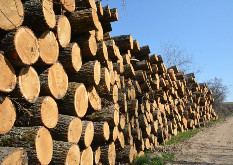 Hrast iz Hrvatske srušio rekorde: Trupac prodan za cijenu dobrog auta