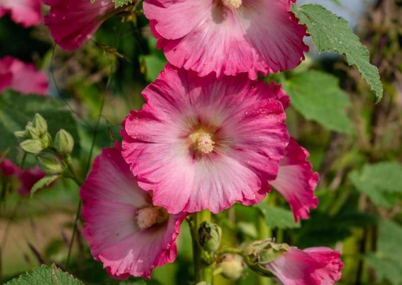 Vrtni sljez je hit biljka i nije nimalo zahtjevan, a jedan potez jamči ljetnu cvjetnu čaroliju