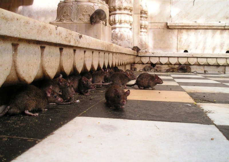 Štakori prokopali tunele ispod zagrebačke zgrade, uzrokovali puknuće cijevi