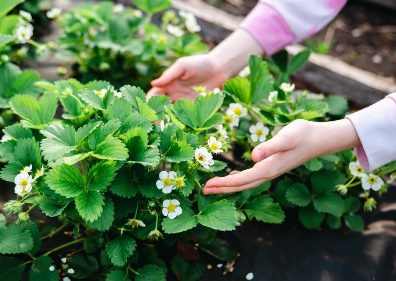 Još niste zakasnili: Evo što se sadi u veljači za prekrasan vrt