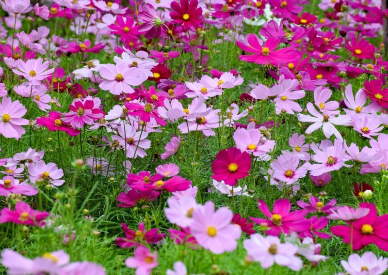 Želite vrt pun boja? Prekrasan ljetni cvijet sije se već sada