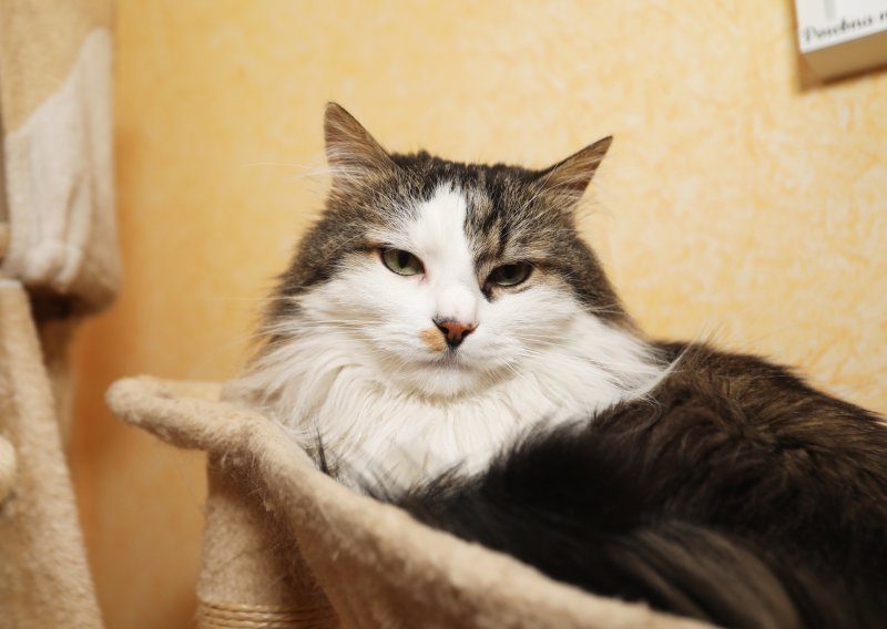 Rijeka za vikend centar 'mačjeg glamura': Među najvećim atrakcijama mačak Miško