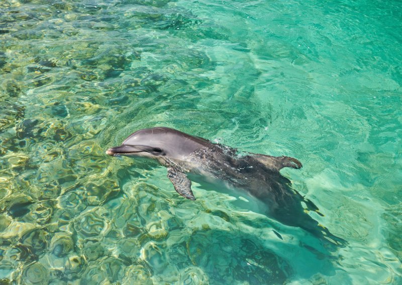 Kemikalije iz televizora i laptopa pronađene u mozgovima dupina i pliskavica
