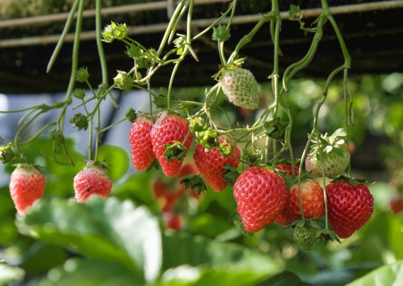 Sada je pravo vrijeme: Kako posijati jagode za snažan rast i obilje plodova