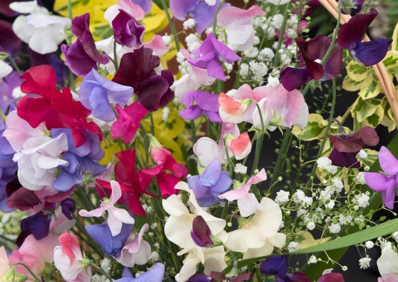 Ova mirisna penjačica bila je hit u devedesetima, a sad se vraća u sve više vrtova