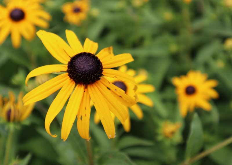 Žuti cvjetni dragulj osvaja vrtove, a nikako ne preskačite važan korak pri uzgoju