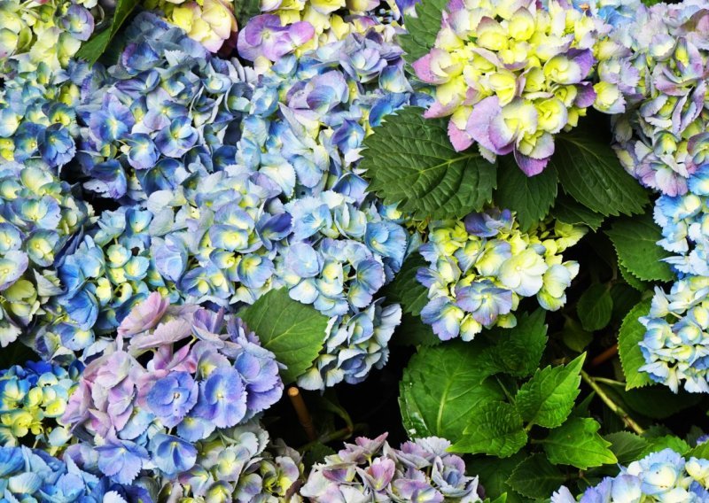 Hortenzije će bujati cijelo ljeto ako sada napravite ovo