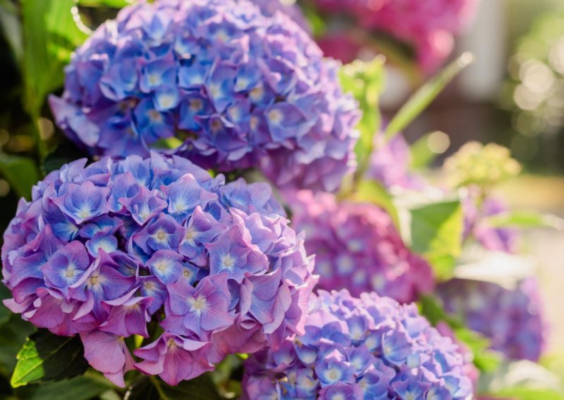 Ako imate hortenzije u vrtu, ovo napravite početkom ožujka