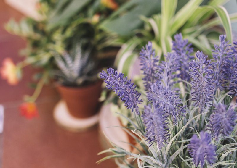 Tajna bujne i mirisne oaze: Koje začinsko bilje obavezno trebate saditi zajedno