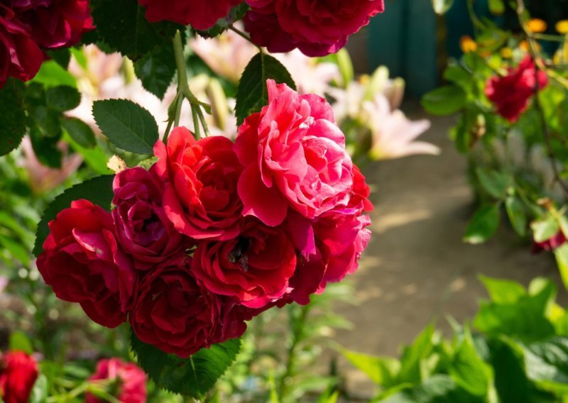 Tri ključna koraka za nikad ljepše ruže: Ožujak je vrijeme za rezidbu