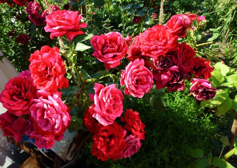 Za bujan ljetni vrt: Što odmah morate orezati na obali, a što u Zagrebu i Slavoniji