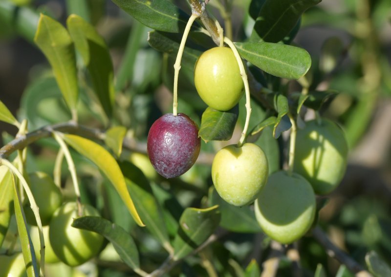 Maslinova ulja iz Hrvatske pomela konkurenciju u New Yorku: Imamo 9 zlata više od Talijana