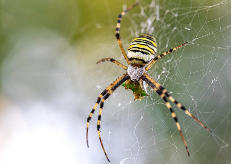 Znanstvenici: 'Kukci i paučnjaci važniji su za zdravlje planeta nego što mislimo'