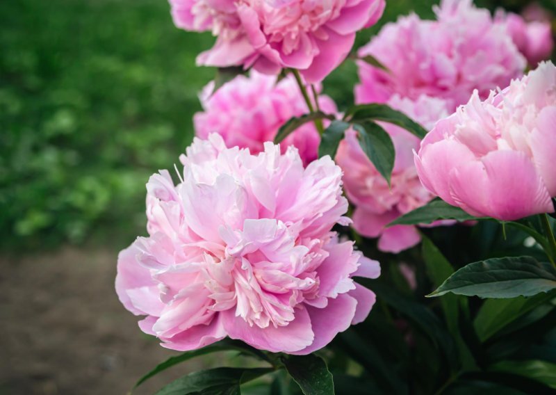 U ožujku morate napraviti najvažniji korak kako biste uživali u cvatnji divnih božura