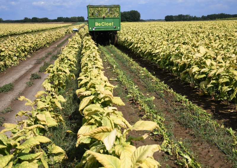 Ugovorena nova proizvodna sezona duhana, poznato i na koliko hektara će se rasaditi