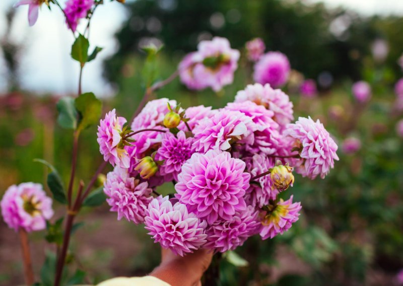 Evo što sad trebate napraviti kako bi vas ove divne biljke nagradile raskošnim cvjetovima