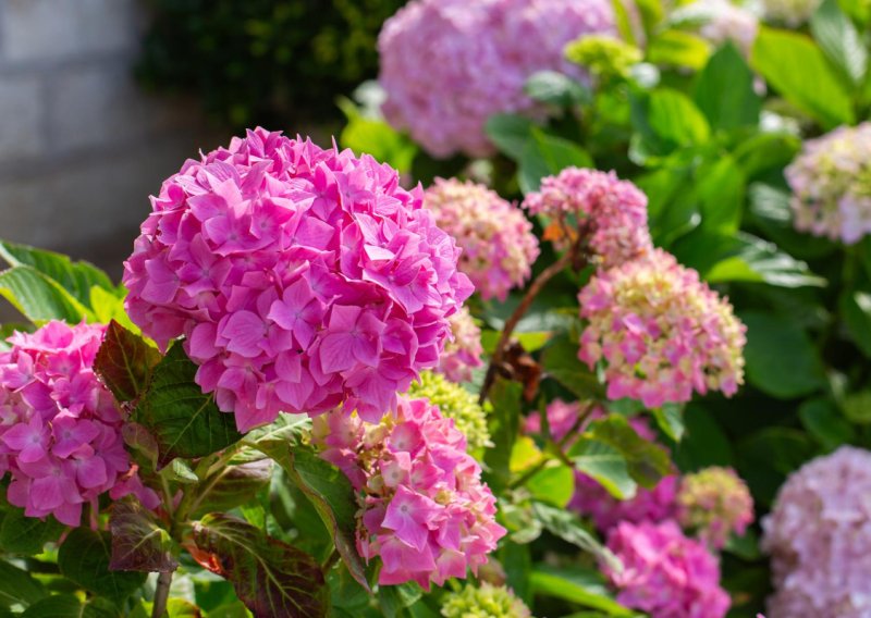 Izbjegnite greške: Evo kako pravilno orezati hortenzije za raskošan cvat cijelo ljeto