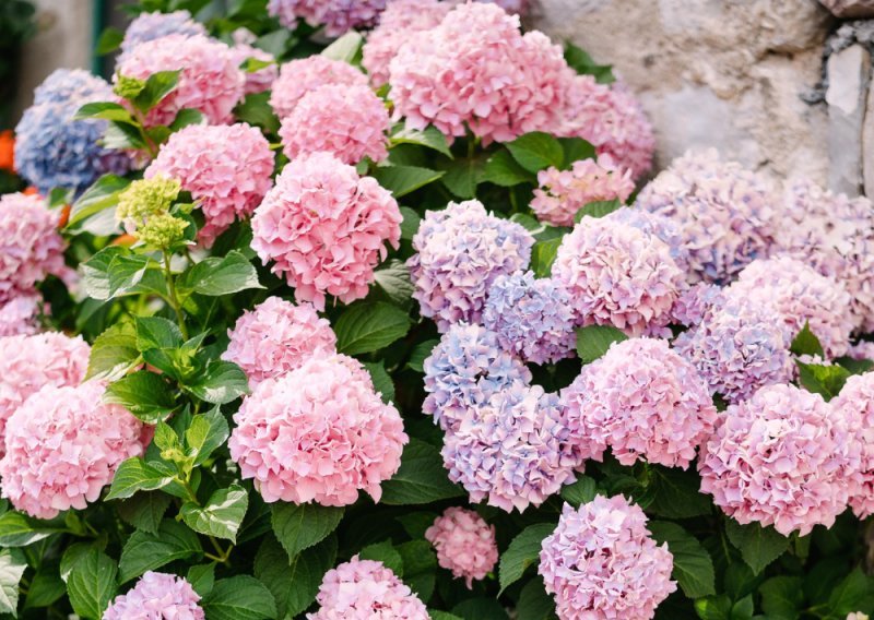 Najveća greška s hortenzijama u ožujku: zbog nje ljeti ostanete bez cvjetova