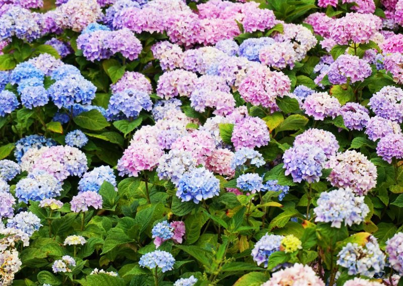 Ako imate hortenzije, ovo napravite početkom travnja za bujan ljetni cvat